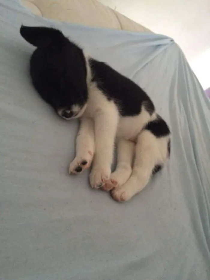 Cachorro ra a vira lata idade 2 a 6 meses nome Athena