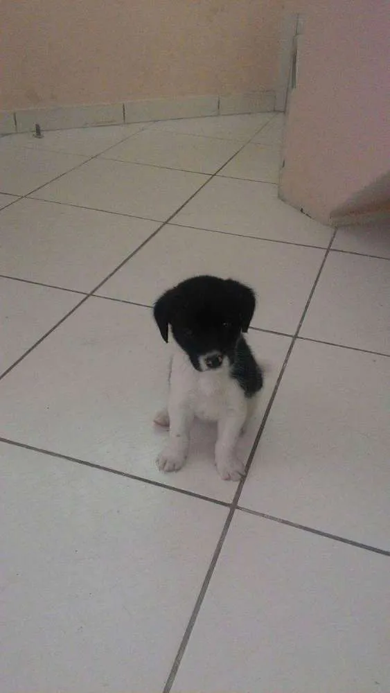Cachorro ra a vira lata idade 2 a 6 meses nome Athena