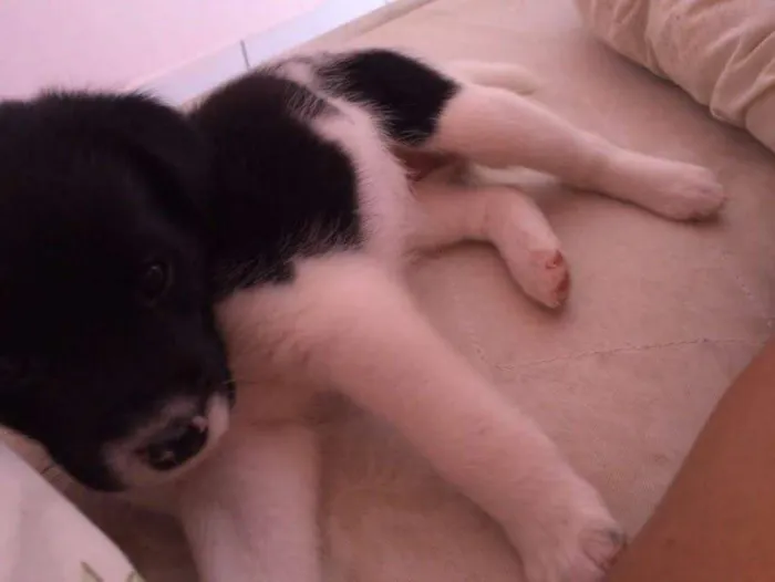 Cachorro ra a vira lata idade 2 a 6 meses nome Athena