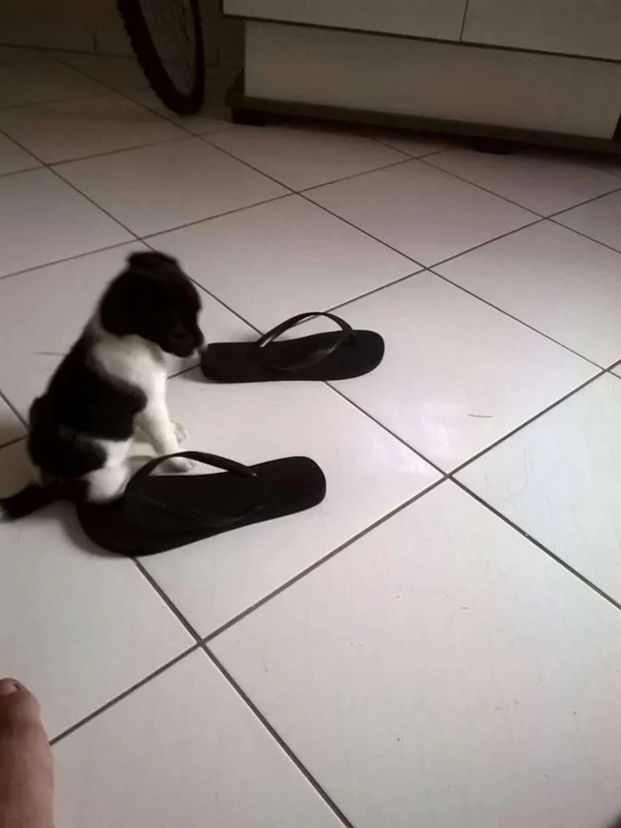 Cachorro ra a vira lata idade 2 a 6 meses nome Athena
