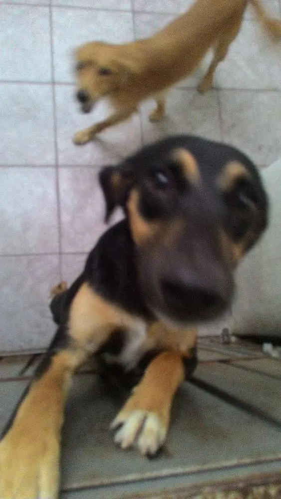 Cachorro ra a Indefinida idade 7 a 11 meses nome Luck