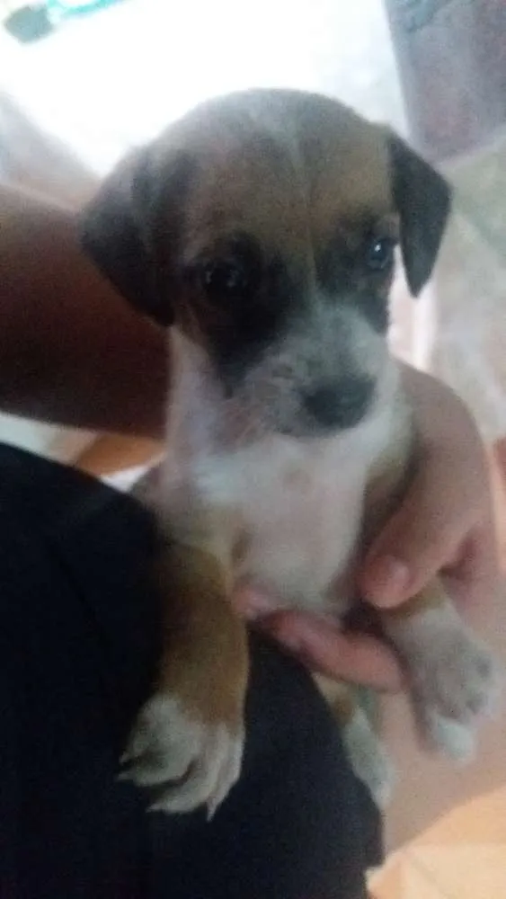 Cachorro ra a Srd idade Abaixo de 2 meses nome Sem none