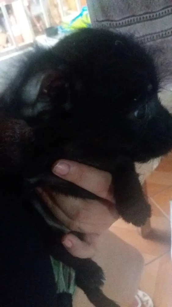 Cachorro ra a Srd idade Abaixo de 2 meses nome Sem none