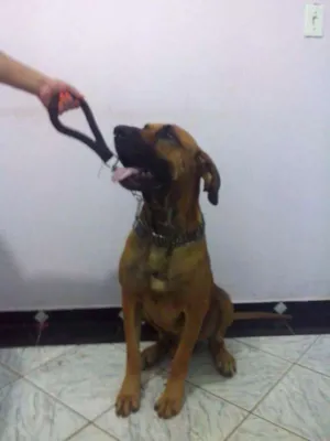 Cachorro raça Fila idade 2 anos nome Jack
