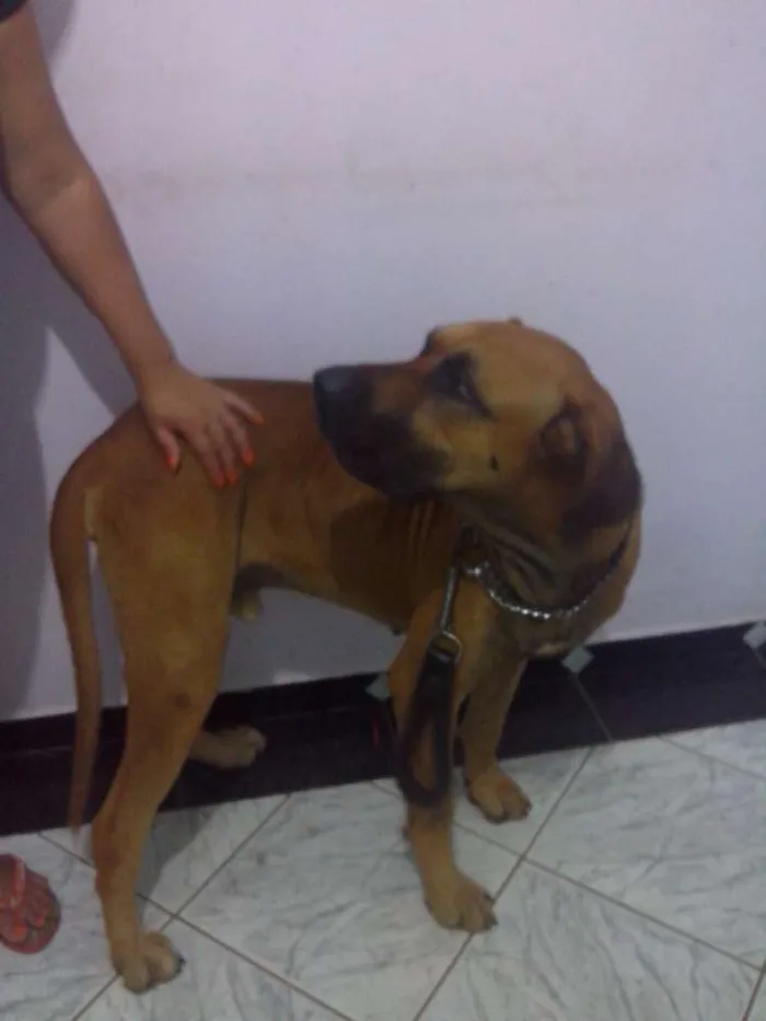 Cachorro raça Fila idade 2 anos nome Jack