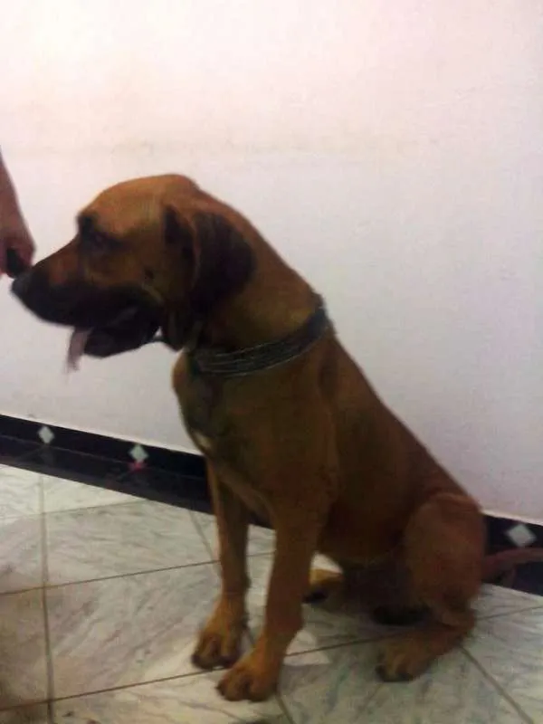 Cachorro raça Fila idade 2 anos nome Jack