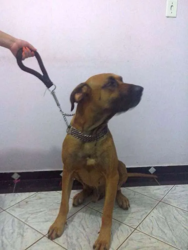 Cachorro raça Fila idade 2 anos nome Jack