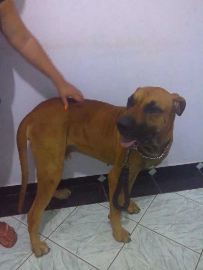 Cachorro raça Fila idade 2 anos nome Jack