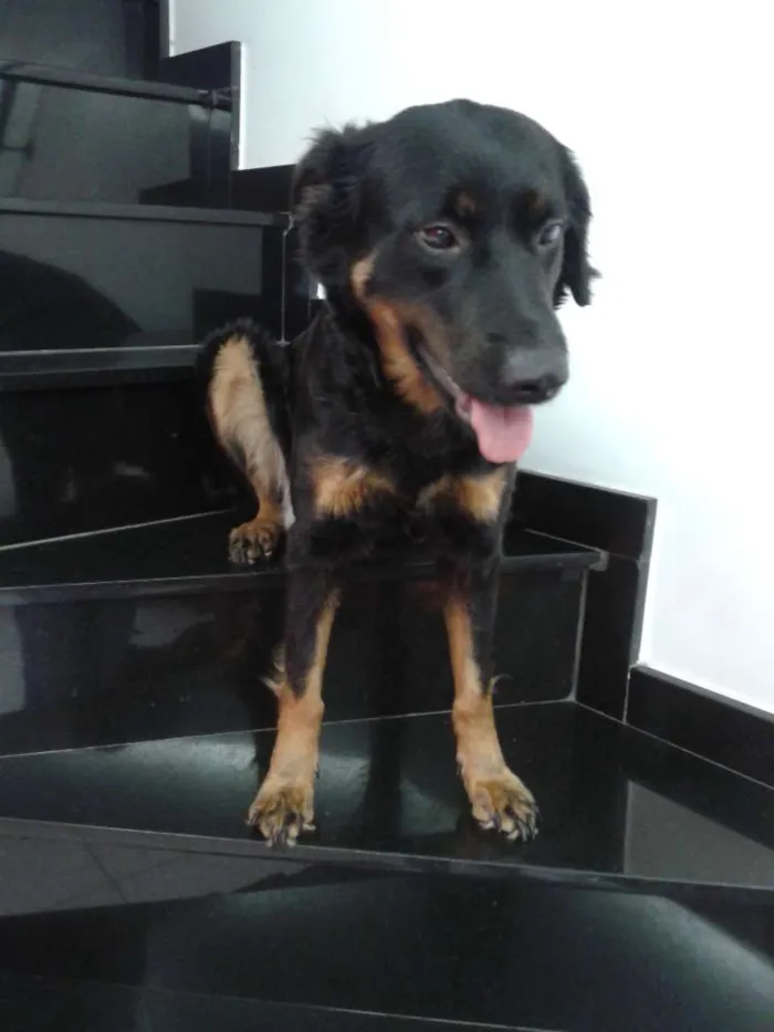 Cachorro ra a RND idade 4 anos nome Emilia