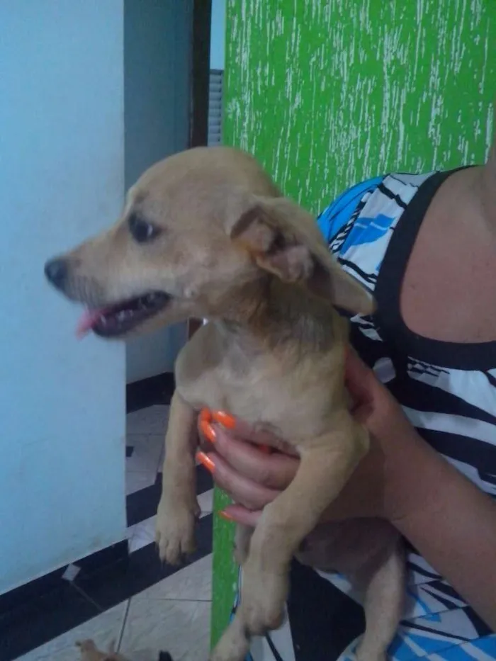 Cachorro raça Pinscher mestiço idade 2 a 6 meses nome Léo, Michelangelo e