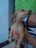 Léo, Michelangelo e