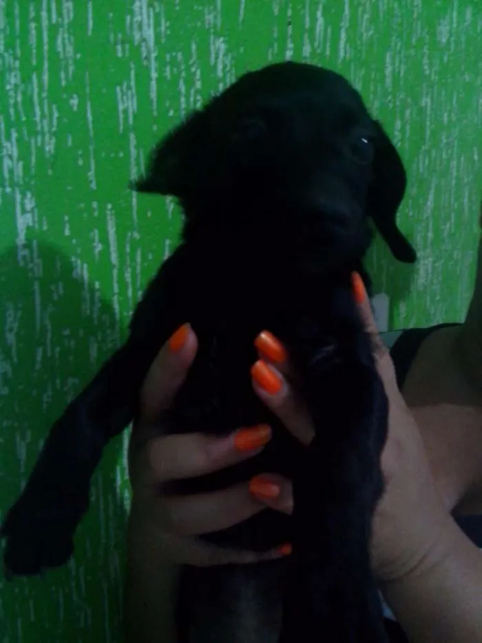 Cachorro raça Pinscher mestiço idade 2 a 6 meses nome Léo, Michelangelo e