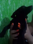 Léo, Michelangelo e