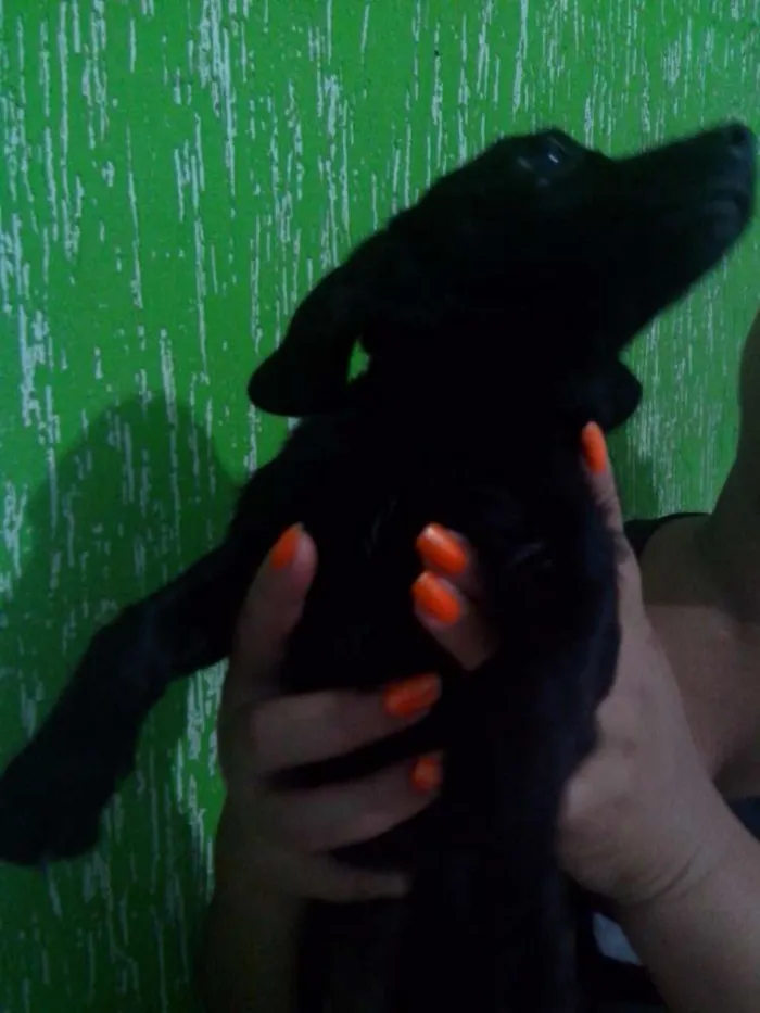 Cachorro raça Pinscher mestiço idade 2 a 6 meses nome Léo, Michelangelo e