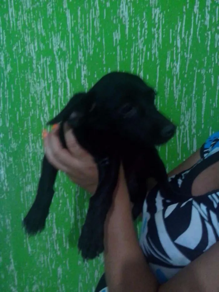 Cachorro raça Pinscher mestiço idade 2 a 6 meses nome Léo, Michelangelo e