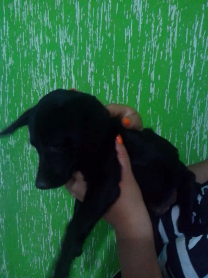 Cachorro raça Pinscher mestiço idade 2 a 6 meses nome Léo, Michelangelo e