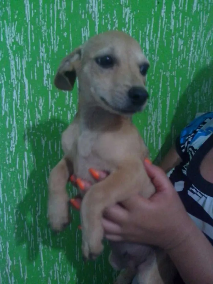 Cachorro raça Pinscher mestiço idade 2 a 6 meses nome Léo, Michelangelo e
