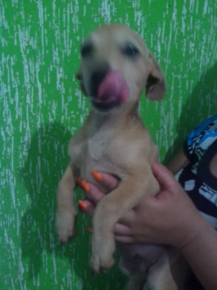 Cachorro raça Pinscher mestiço idade 2 a 6 meses nome Léo, Michelangelo e