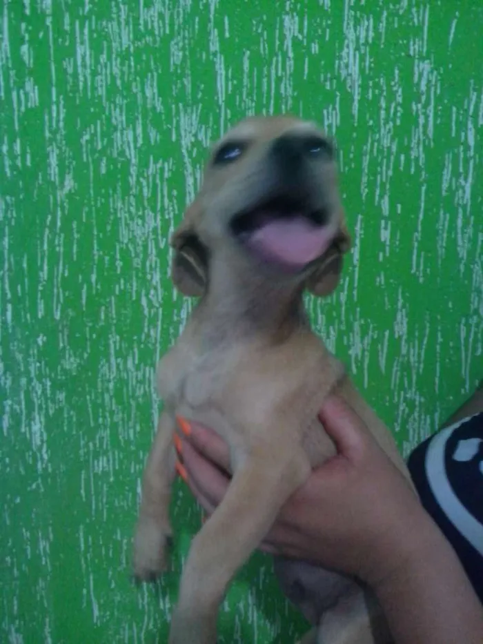 Cachorro raça Pinscher mestiço idade 2 a 6 meses nome Léo, Michelangelo e