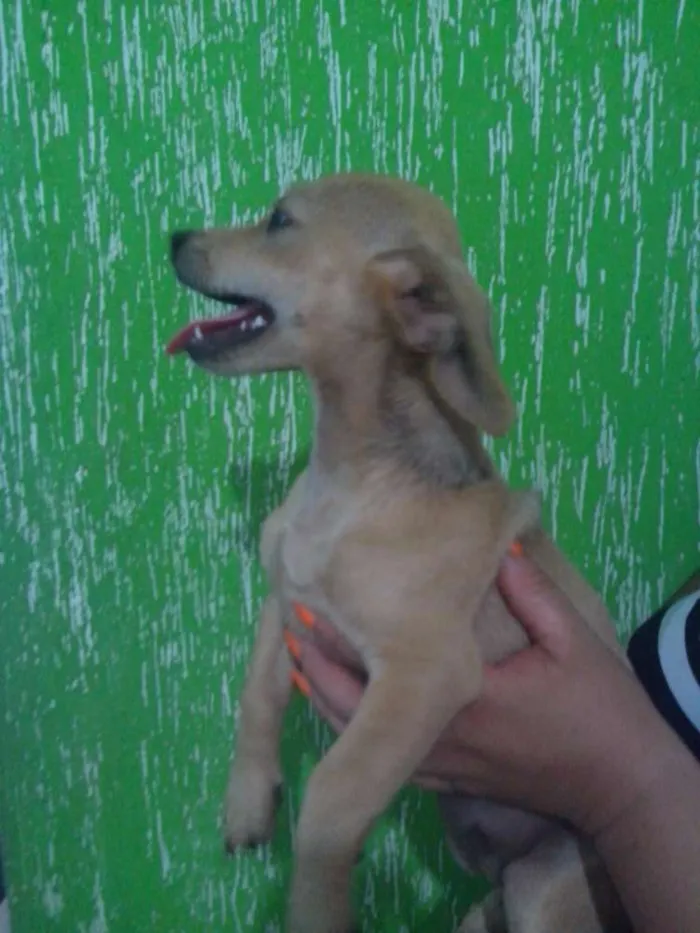 Cachorro raça Pinscher mestiço idade 2 a 6 meses nome Léo, Michelangelo e