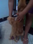 Léo, Michelangelo e
