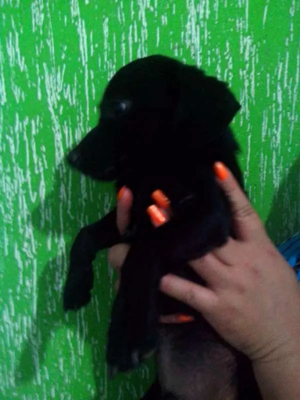 Cachorro raça Pinscher mestiço idade 2 a 6 meses nome Léo, Michelangelo e