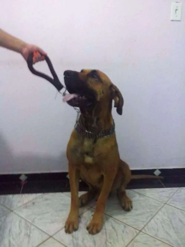 Cachorro raça Fila idade 2 anos nome Jack
