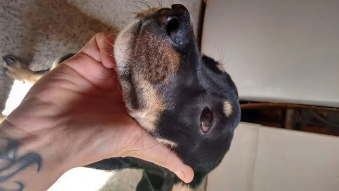 Cachorro ra a Vira lata  idade 2 a 6 meses nome Esmolke