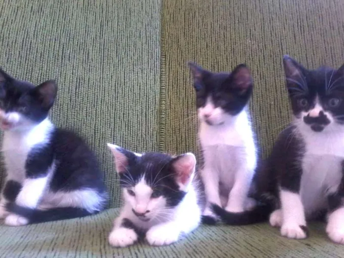 Gato ra a  idade 2 a 6 meses nome batgirl,betyboop,Da