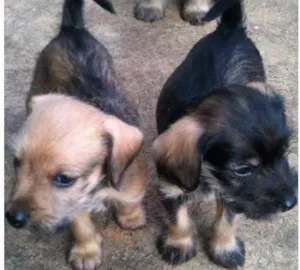 Cachorro raça SRD idade Abaixo de 2 meses nome Filhotes