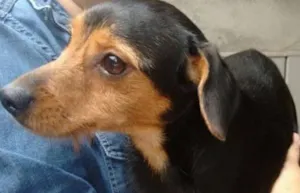 Cachorro raça SRD idade 1 ano nome Boris