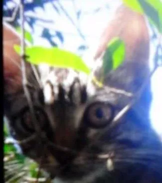 Gato raça Comum idade 2 a 6 meses nome N tem nome