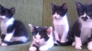 Gato raça  idade 2 a 6 meses nome batgirl,betyboop,Da