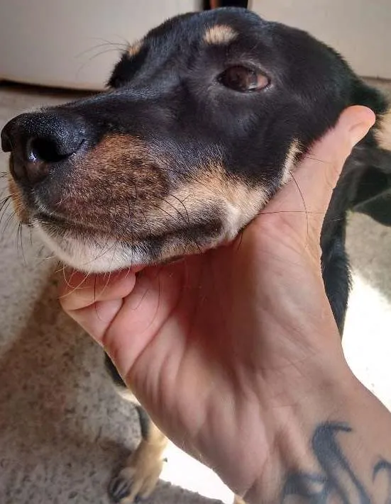 Cachorro ra a Vira lata  idade 2 a 6 meses nome Esmolke