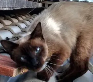 Gato raça Vira-lata idade  nome Siamesa 