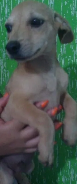 Cachorro raça Pinscher mestiço idade 2 a 6 meses nome Léo, Michelangelo e