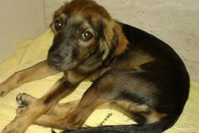 Cachorro ra a vira lata idade 2 a 6 meses nome Kika
