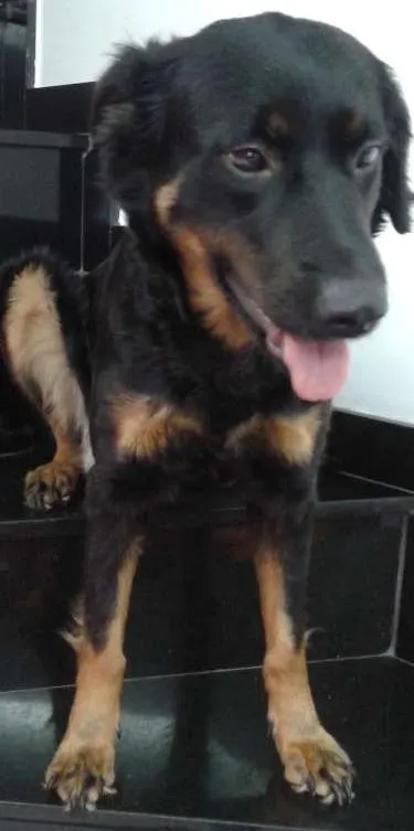 Cachorro ra a RND idade 4 anos nome Emilia