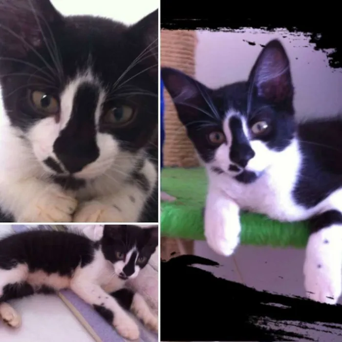 Gato ra a SRD idade 2 a 6 meses nome Colin