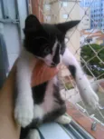 Colin