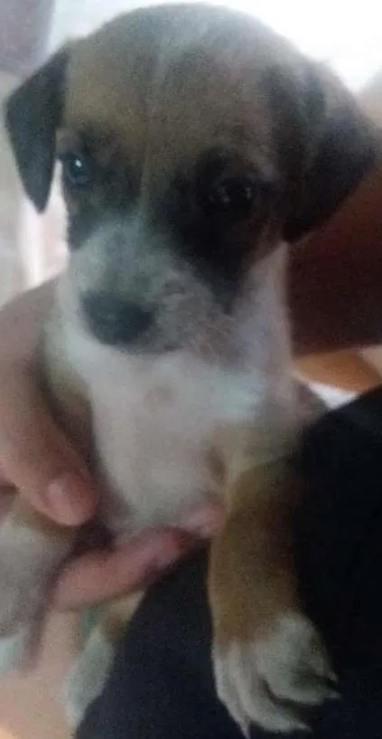 Cachorro ra a Srd idade Abaixo de 2 meses nome Sem none