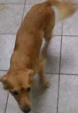 Cachorro ra a Indefinida idade 3 anos nome Urso