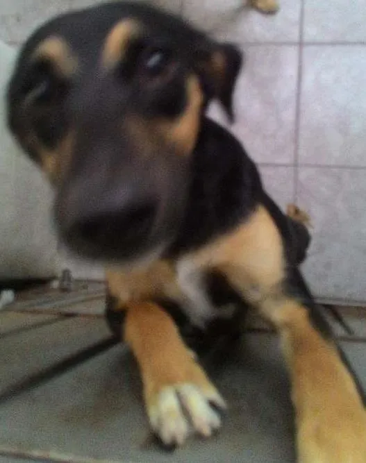 Cachorro ra a Indefinida idade 7 a 11 meses nome Luck