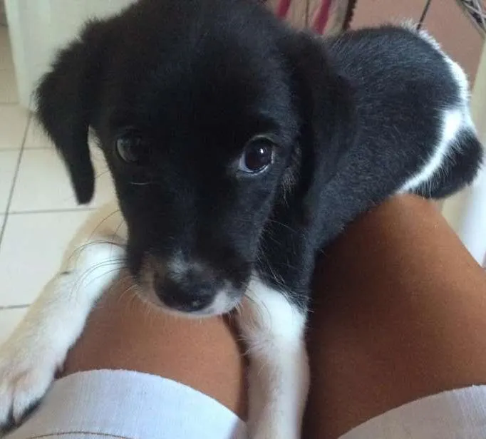 Cachorro ra a vira lata idade 2 a 6 meses nome Athena