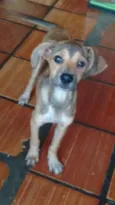 Cachorro raça SRD idade 2 a 6 meses nome Spock