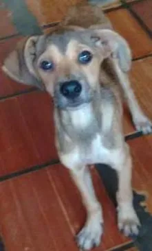 Cachorro raça SRD idade 2 a 6 meses nome Spock