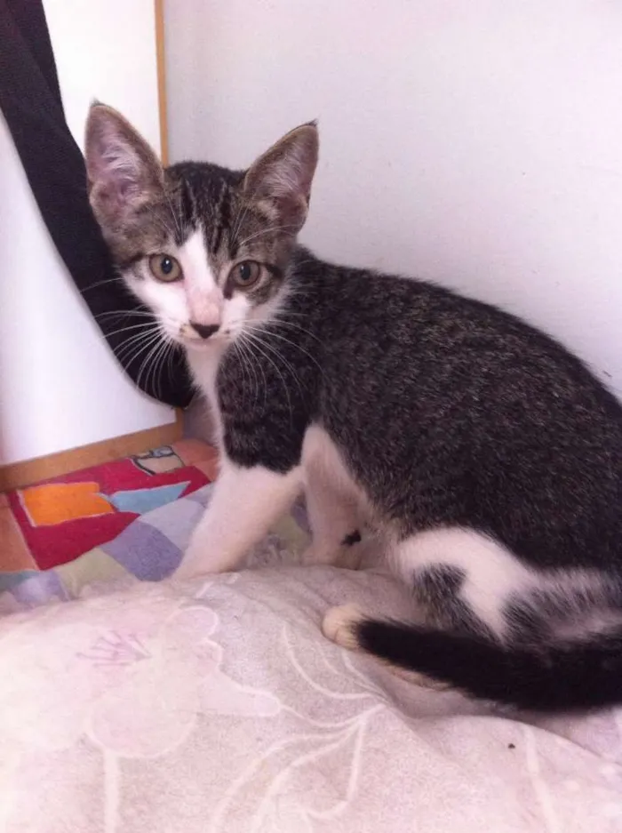 Gato ra a SRD idade 2 a 6 meses nome Catherine