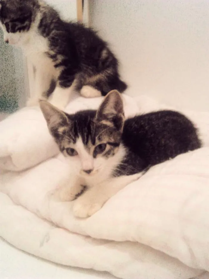 Gato ra a SRD idade 2 a 6 meses nome Catherine