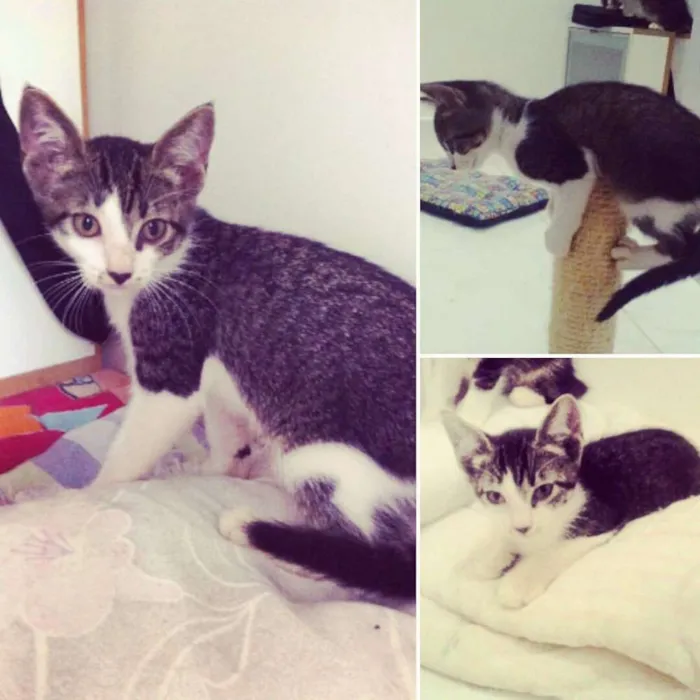 Gato ra a SRD idade 2 a 6 meses nome Catherine