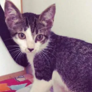Gato raça SRD idade 2 a 6 meses nome Catherine